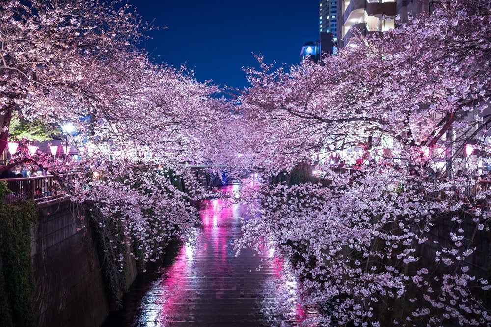 Cherry-Blossom Season is Coming!